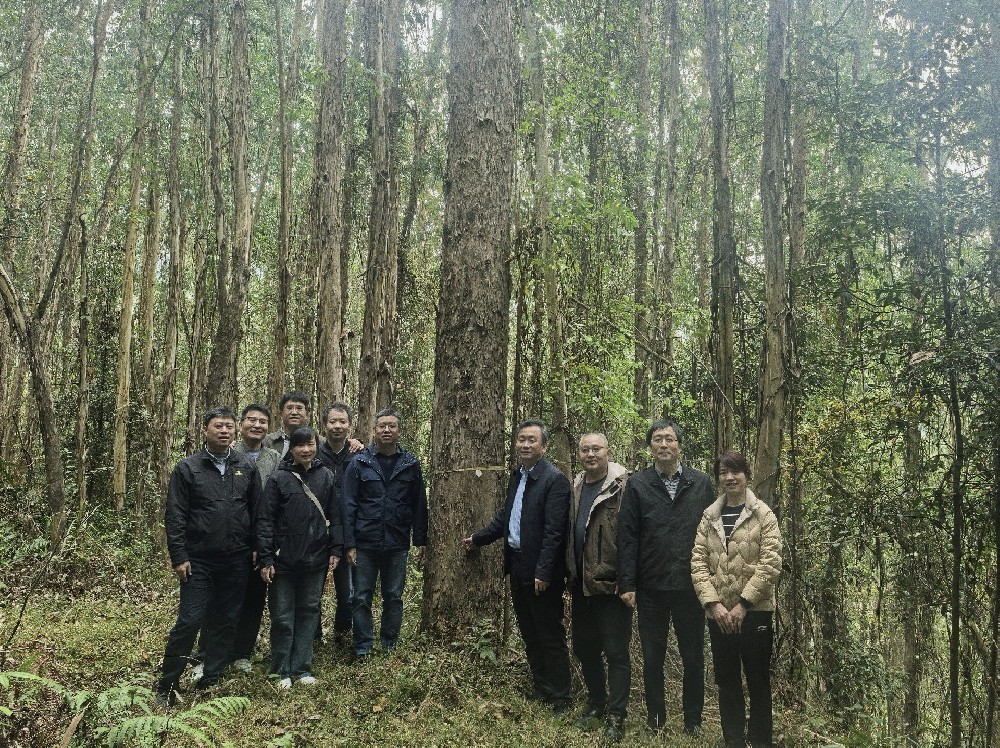 中國林業科學研究院速生樹木研究所 所長白登忠一行到永安林業調研